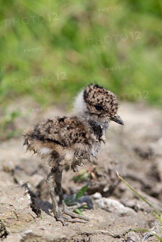 Northern northern lapwings