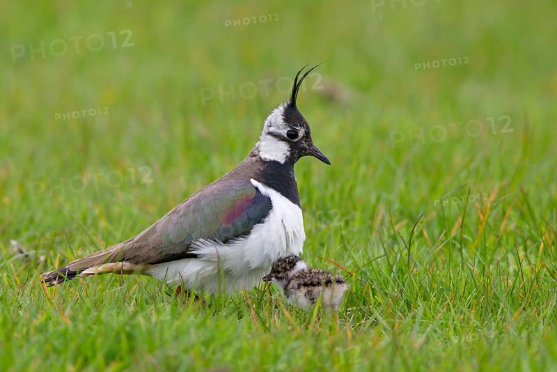 Adult female Northern northern lapwings