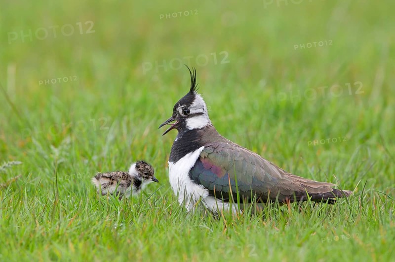Northern northern lapwing