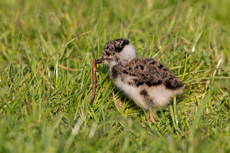 Northern northern lapwings