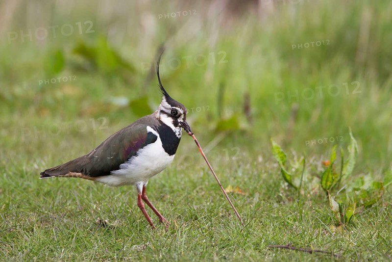 Northern Lapwing