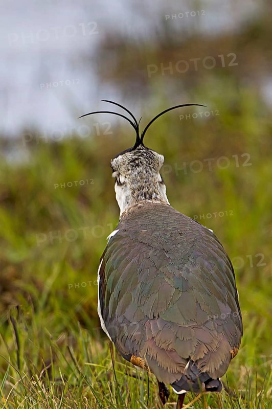 Northern northern lapwing