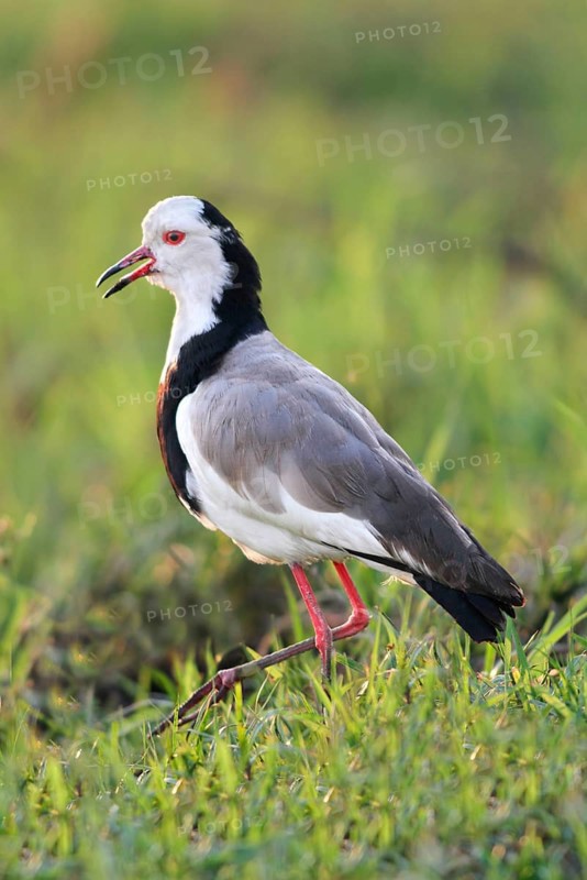 Long-toed Lapwing