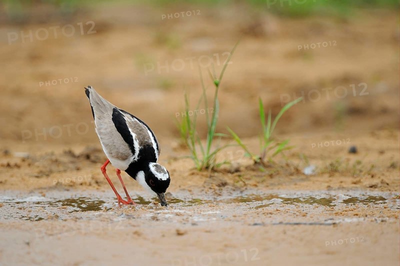 Cayenne plover