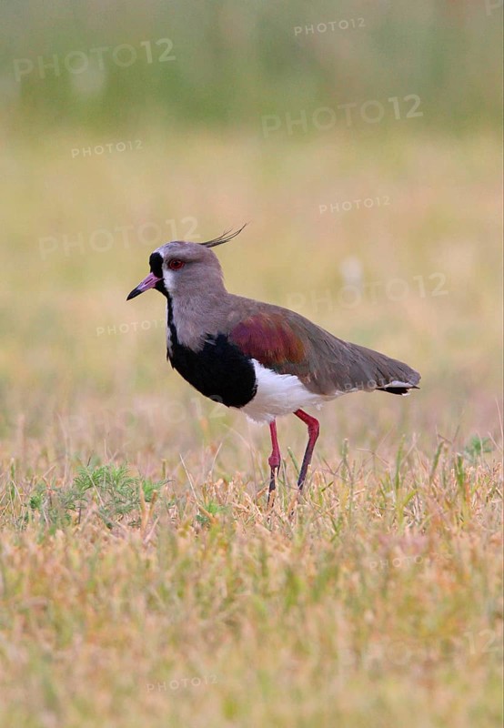 Southern lapwing