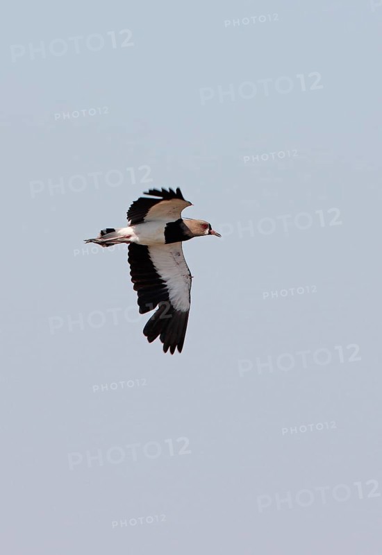 Southern lapwing