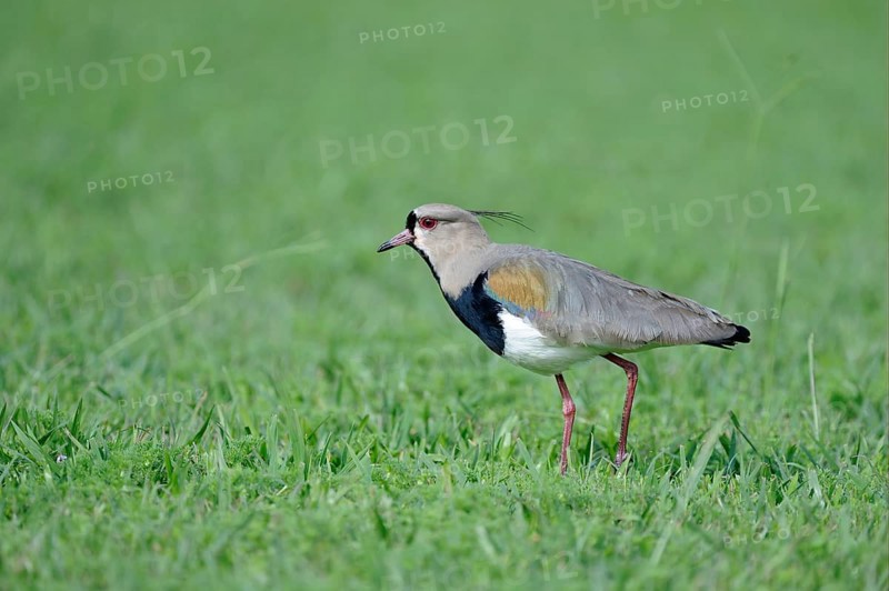 Southern Lapwing