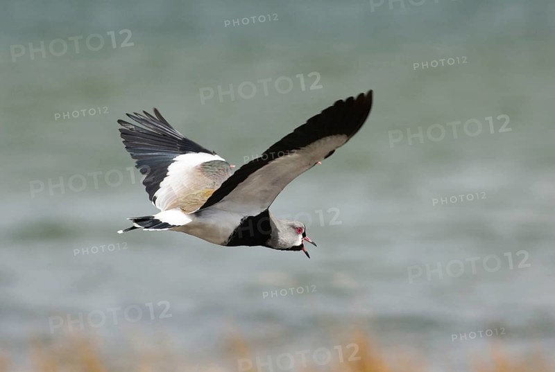 Southern lapwing