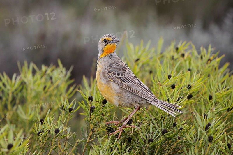 Orange-throated Longclaw