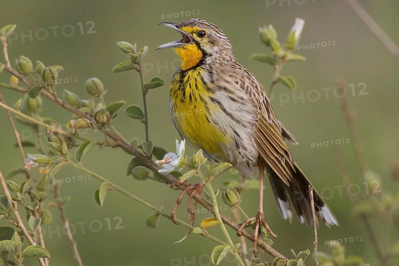 Yellow-throated Longclaw