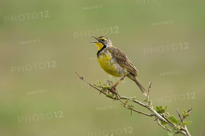 Yellow-throated longclaw