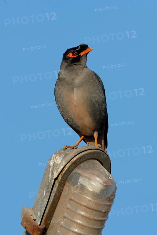 Bank Mynah