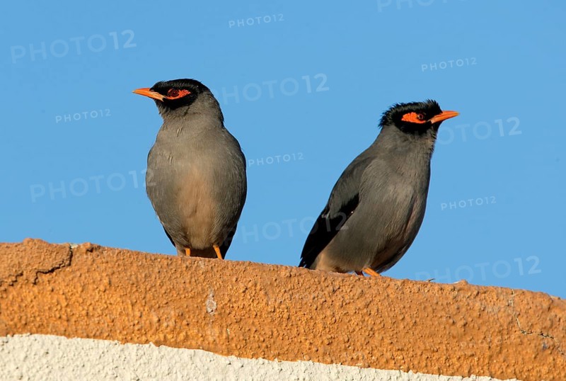 Bank Mynah
