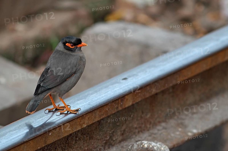 Bank mynas