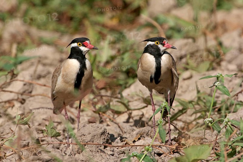 Black-headed Plover