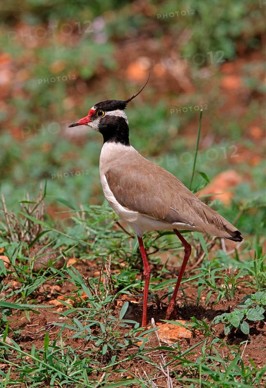 Black-headed lapwing