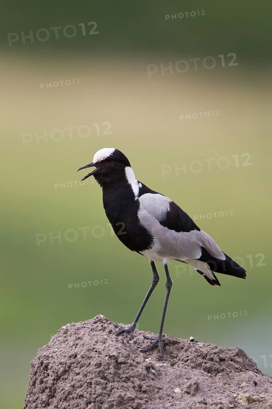 Blacksmith Plover