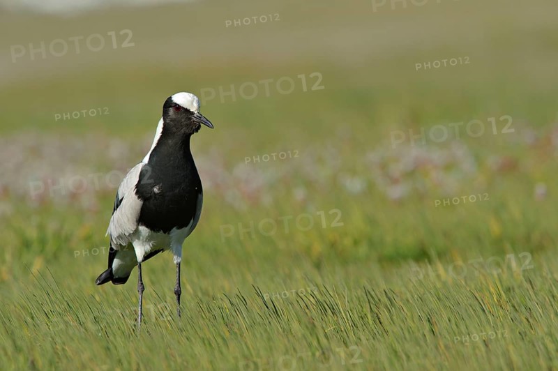 Blacksmith Plover
