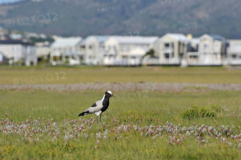 Blacksmith Plover