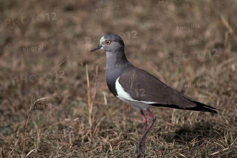 Black-winged Plover