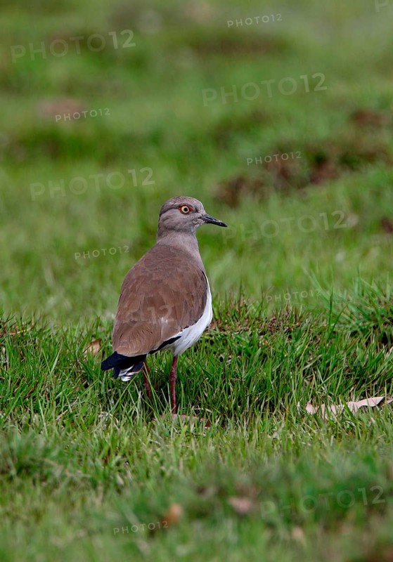 Black-winged Plover