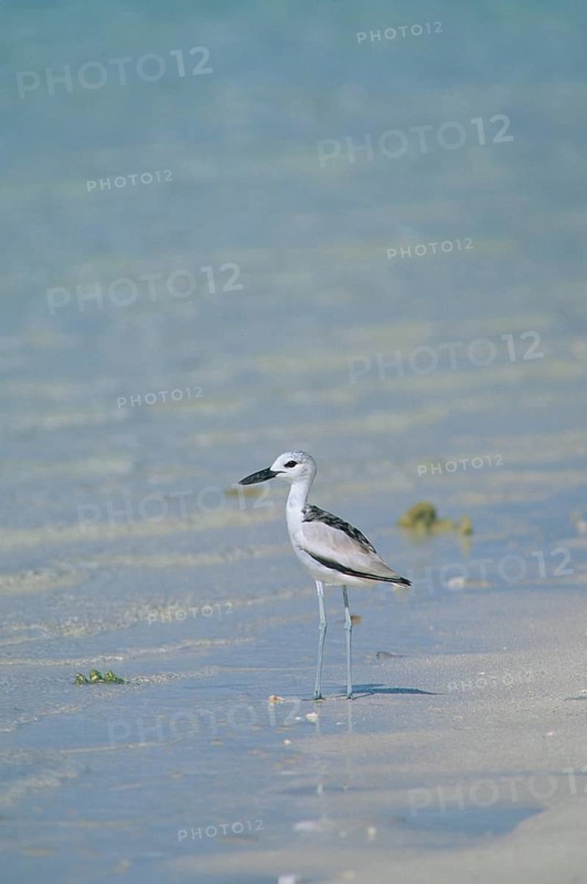 Crab-plover