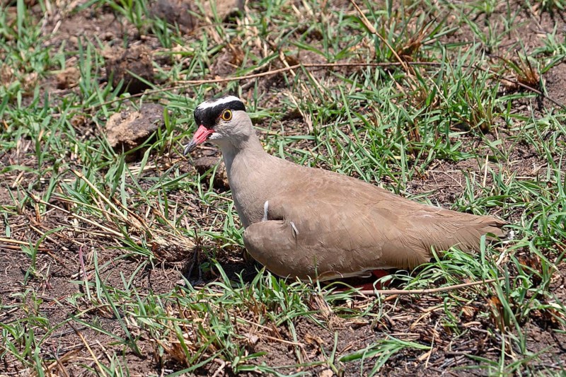 Crowned lapwing