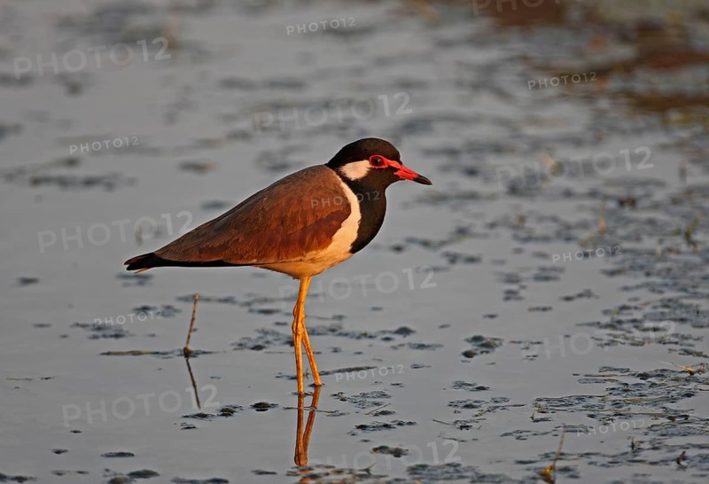 Adult Red-wattled Lapwing