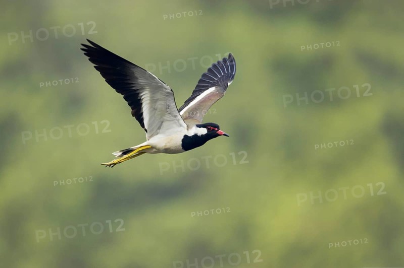 Red-wattled Lapwing