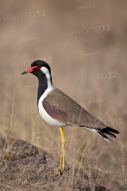 Red-wattled lapwing