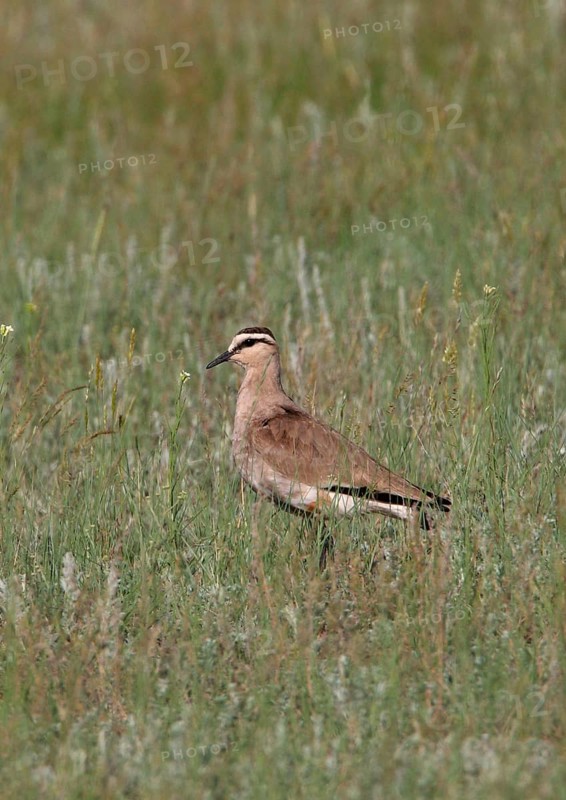 Sociable lapwing