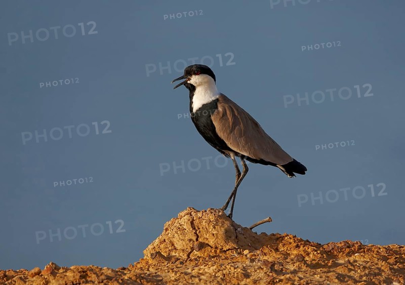 Adult spur-winged lapwing