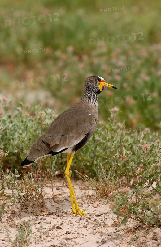 Vanellus african wattled lapwings