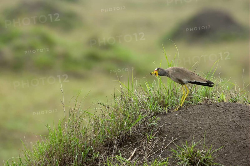 African wattled lapwing