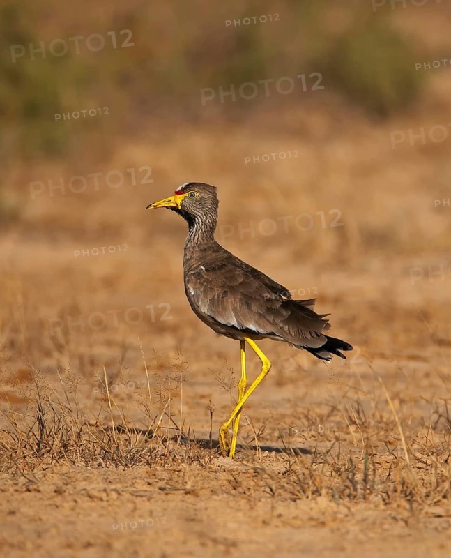 African african wattled lapwing