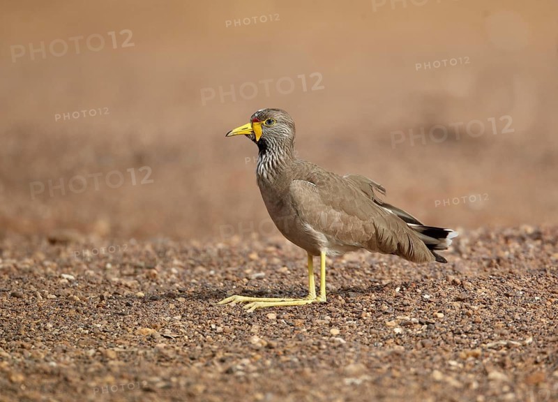 African african wattled lapwing