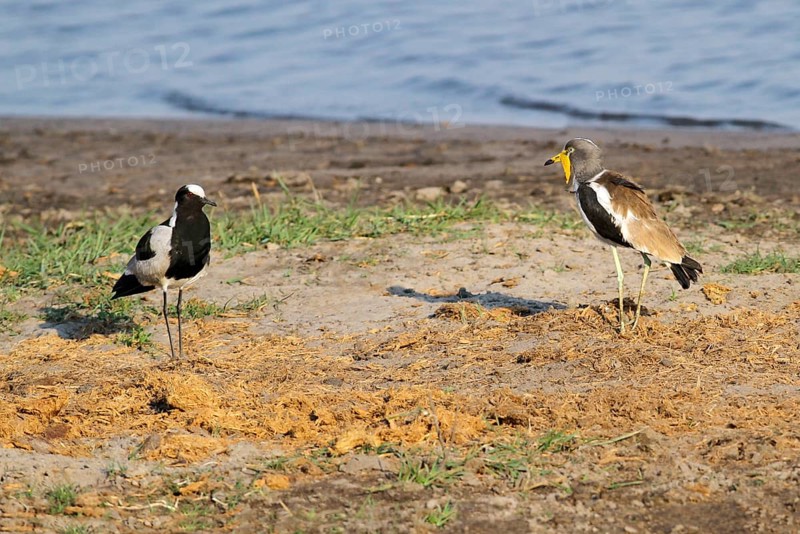 Adult blacksmith lapwing