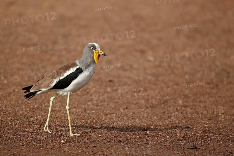 Adult white-crowned lapwing
