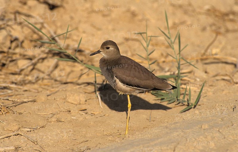 White-tailed Lapwing