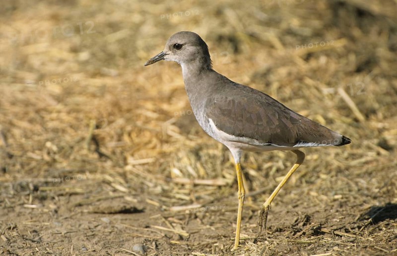 White-tailed Lapwing