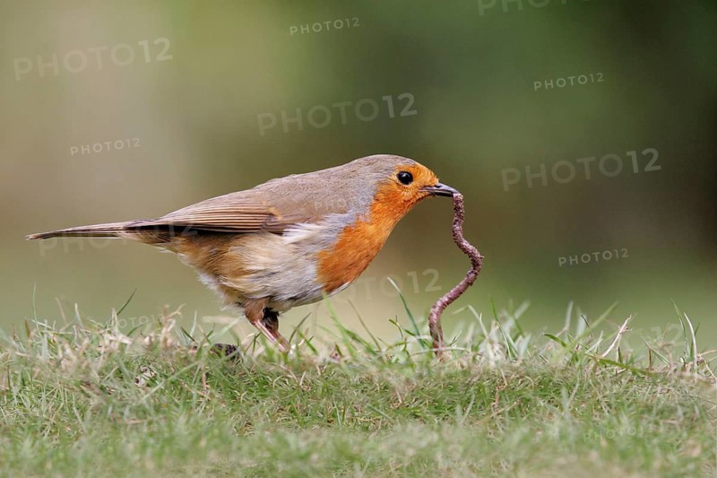 European robin