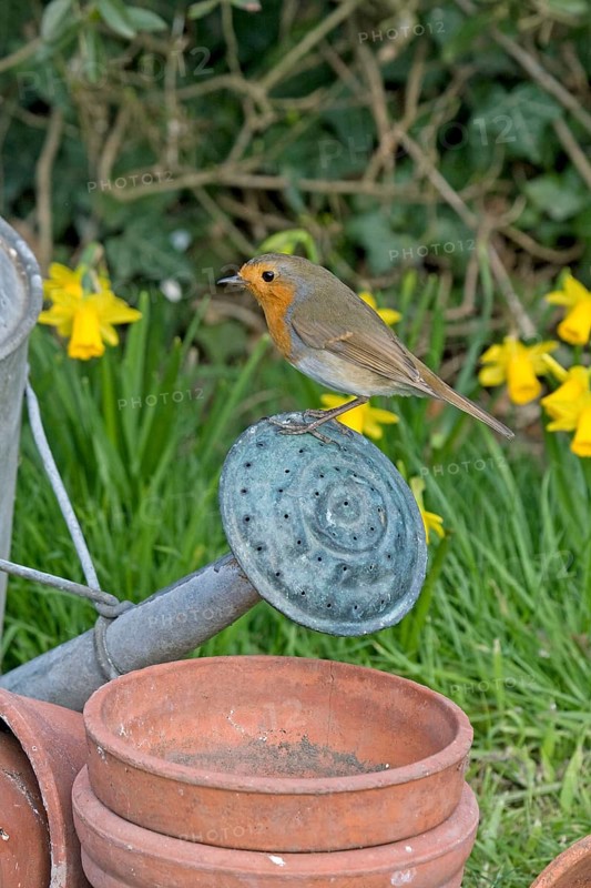 European european robin