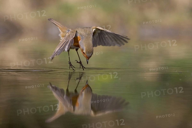 European european robin