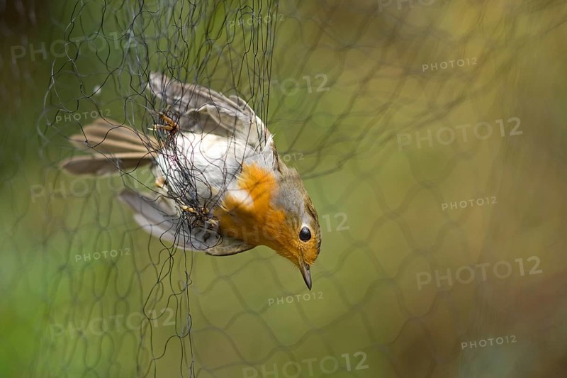 European robin