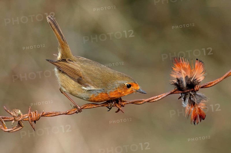 European european robin