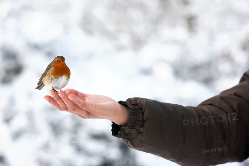 European european robin