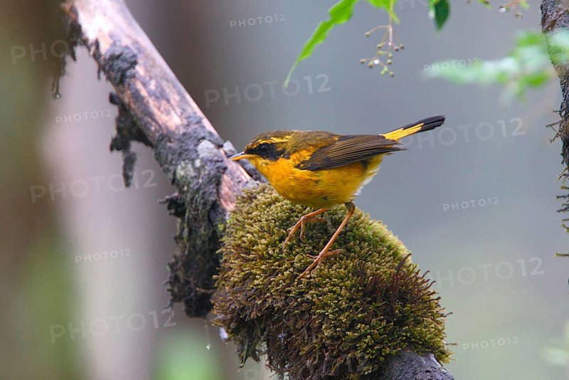Golden Bush-robin