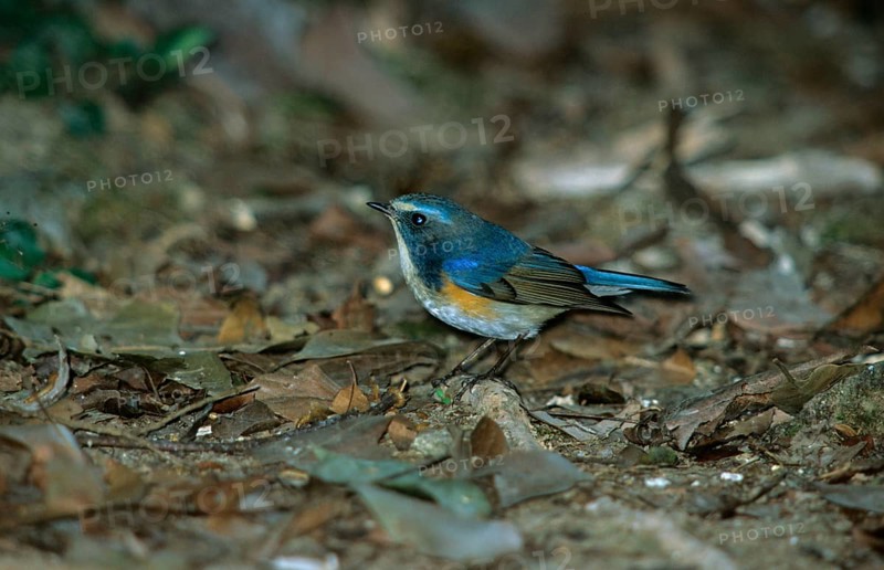 Luscinia cyanura