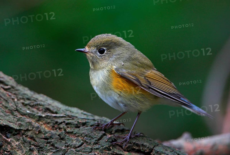 Orange-flanked Scrub Robin