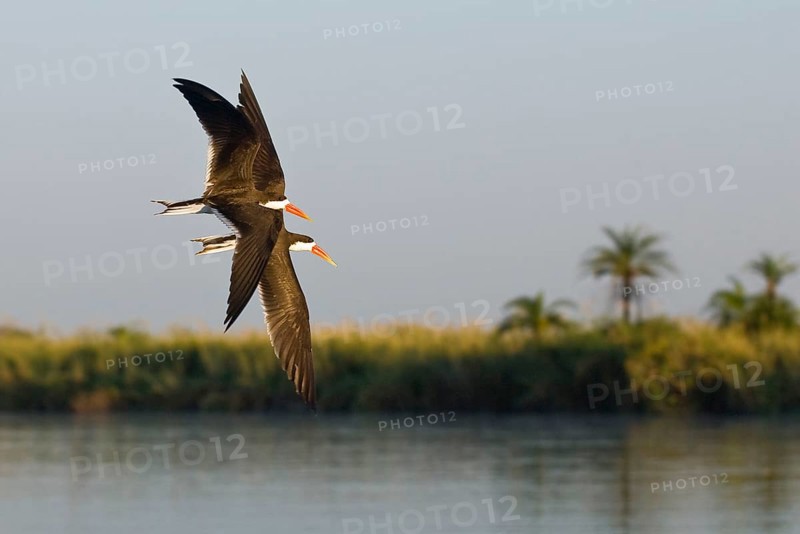 African skimmer